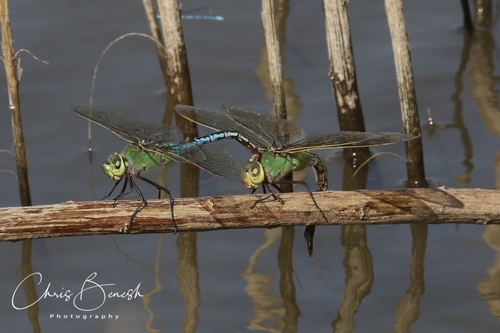 Common Green Darner