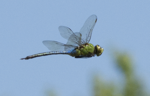 Common Green Darner