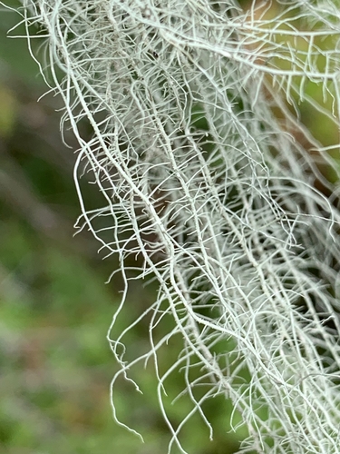 beard lichens