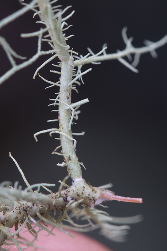 beard lichens