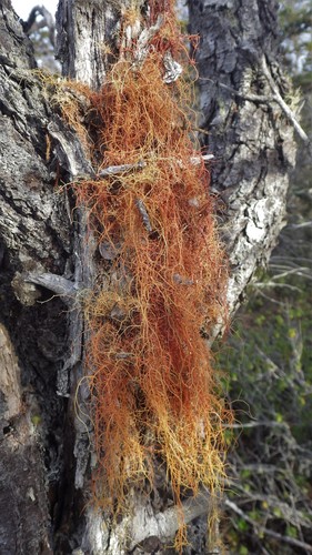 beard lichens