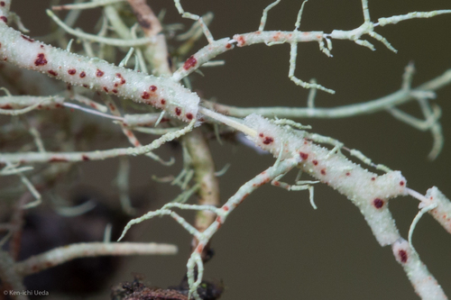 beard lichens