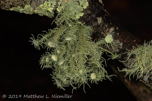 beard lichens