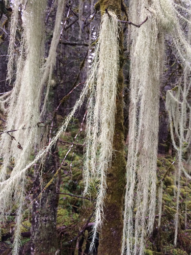 beard lichens