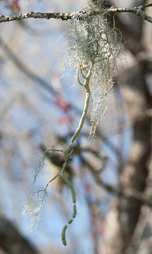 beard lichens