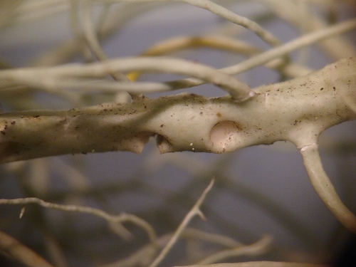 beard lichens