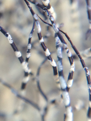 beard lichens