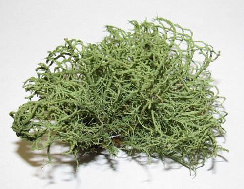 beard lichens