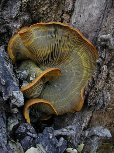 western jack-o'-lantern