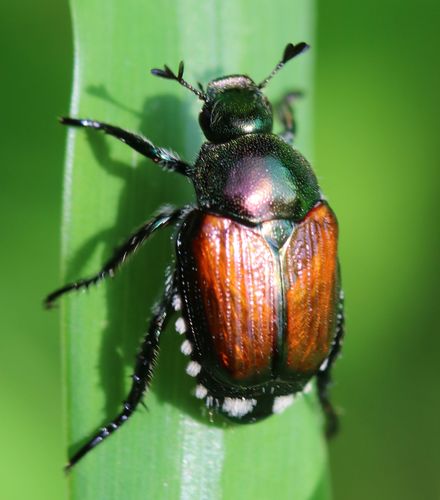 Japanese Beetle