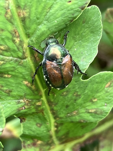 Japanese Beetle