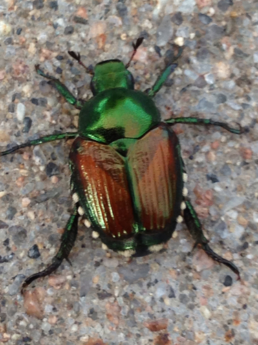 Japanese Beetle