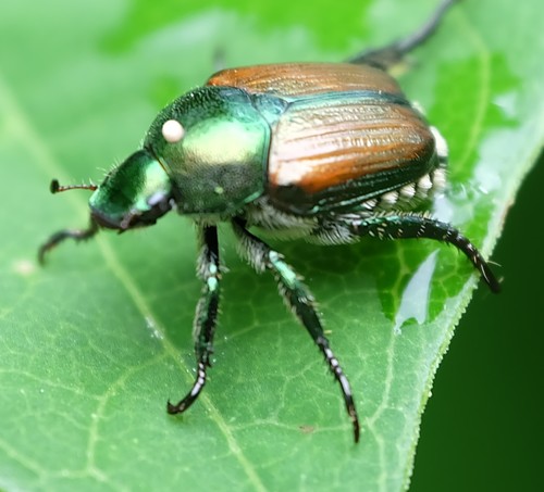 Japanese Beetle
