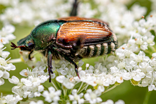 Japanese Beetle