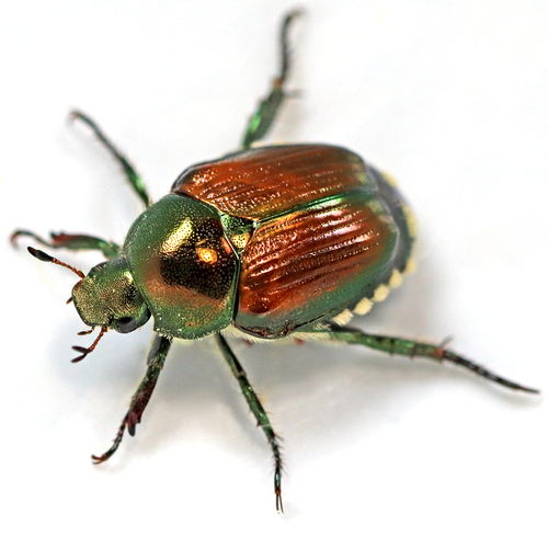 Japanese Beetle