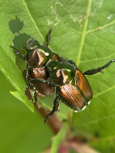 Japanese Beetle