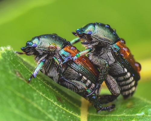 Japanese Beetle