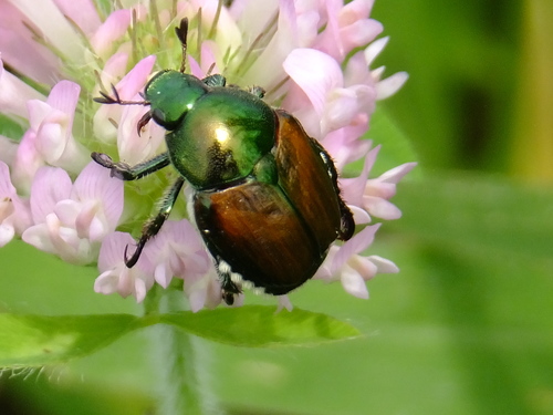 Japanese Beetle