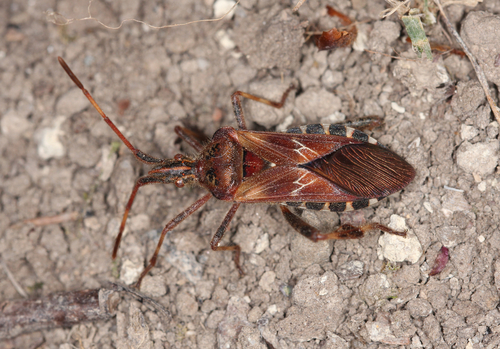 Western Conifer Seed Bug
