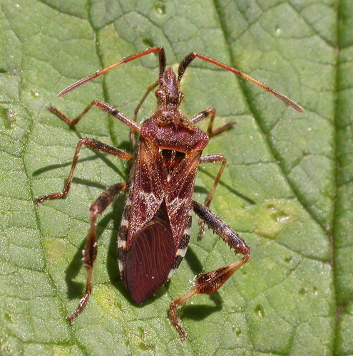 Western Conifer Seed Bug