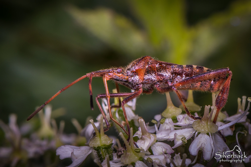 Western Conifer Seed Bug