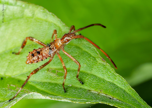Western Conifer Seed Bug