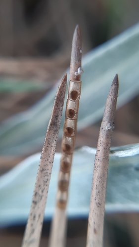 Western Conifer Seed Bug