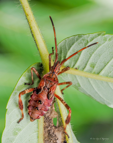 Western Conifer Seed Bug