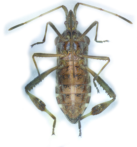 Western Conifer Seed Bug