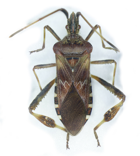 Western Conifer Seed Bug