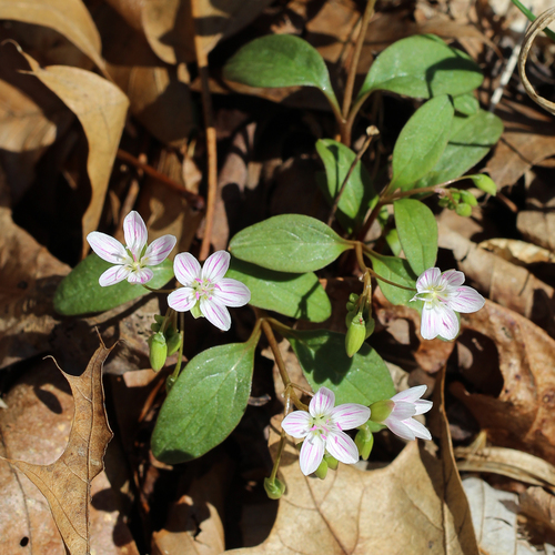 Carolina Springbeauty