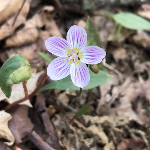 Carolina Springbeauty