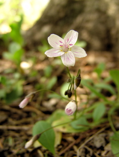 Carolina Springbeauty