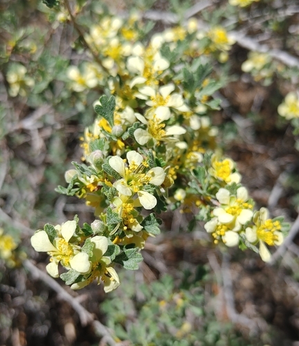 Antelope Bitterbrush