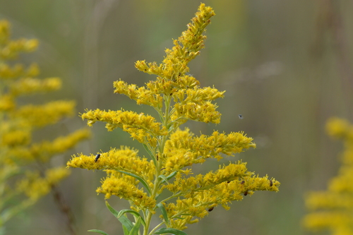 Canada goldenrod