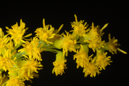 Canada goldenrod