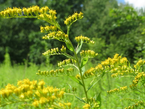 Canada goldenrod