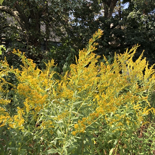 Canada goldenrod