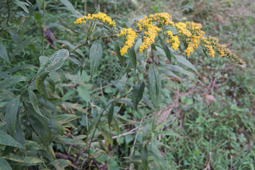 Canada goldenrod