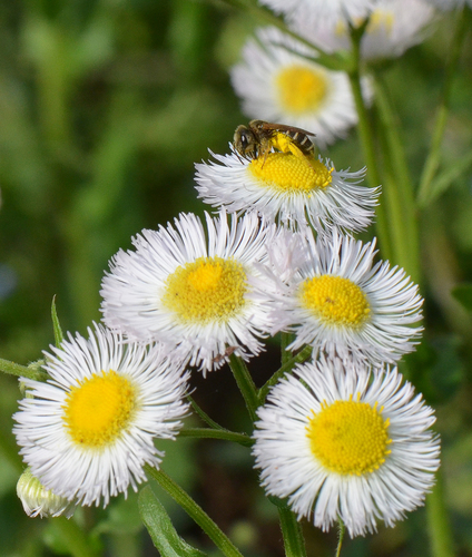 Philadelphia fleabane