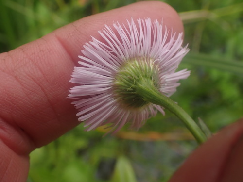 Philadelphia fleabane