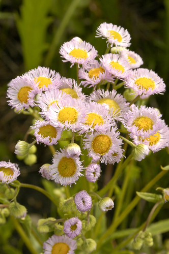 Philadelphia fleabane