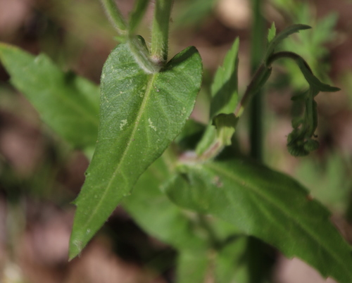 Philadelphia fleabane
