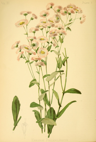Philadelphia fleabane