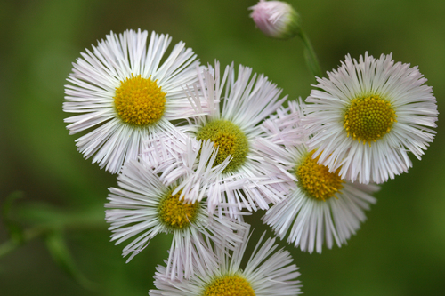 Philadelphia fleabane