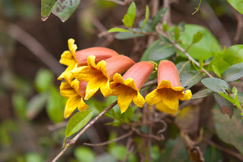 cross vine