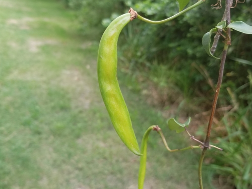 cross vine