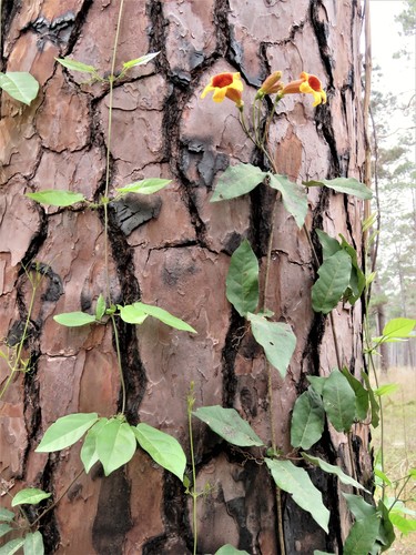 cross vine