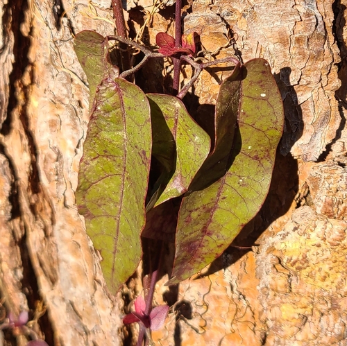 cross vine