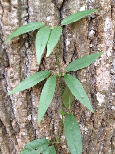 cross vine